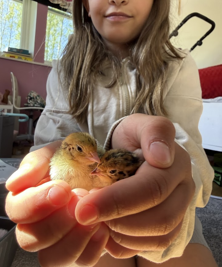 Barn som håller två nykläckta kycklingar i händerna