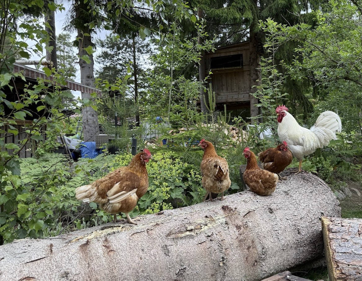 Höns och tupp på en trädstam i trädgården