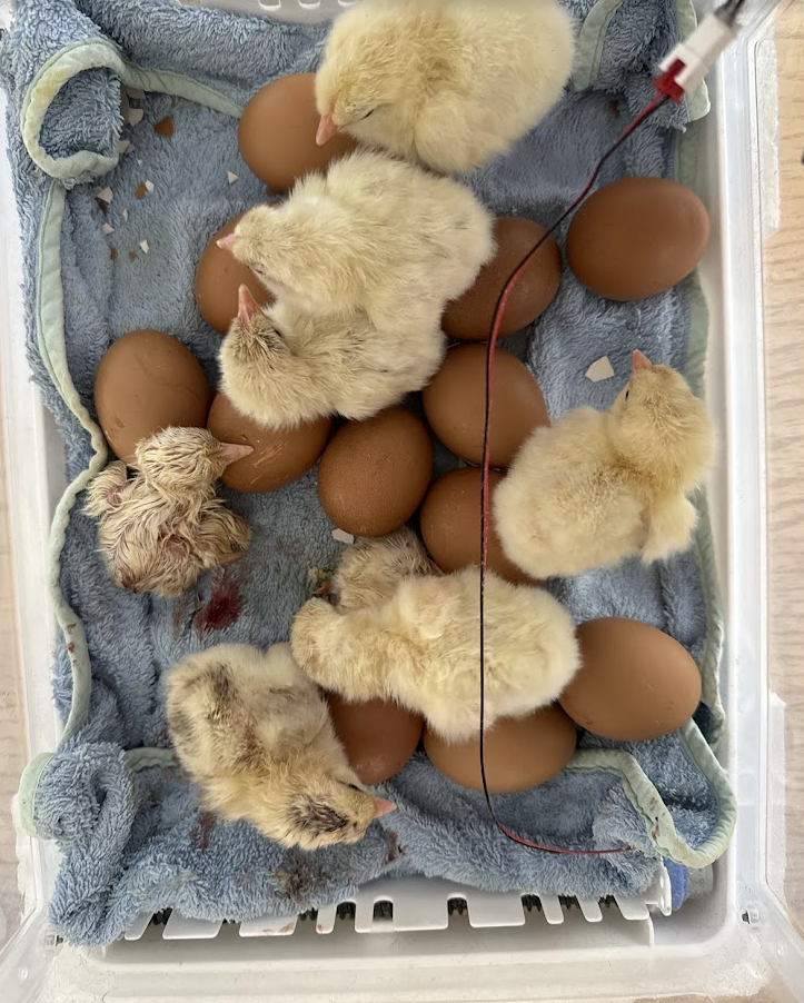 Kycklingar och ägg i kläckaren
