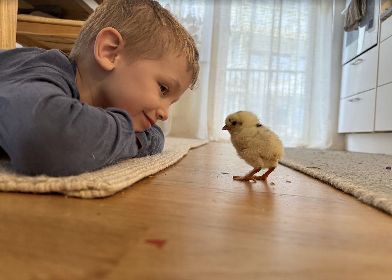 Pojke som tittar på en gul kyckling på golvet
